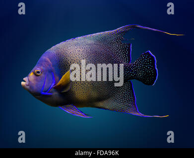 Sea life: adult Koran angelfish, or semicircle angelfish (Pomacanthus semicirculatus), on natural blue background Stock Photo