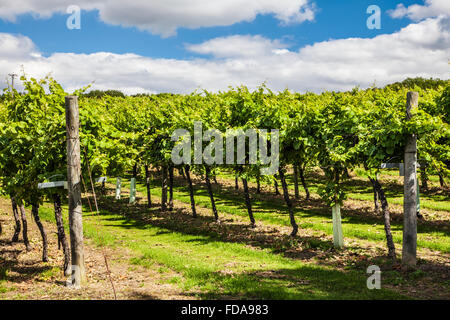Biddenden Vineyards in Kent. Stock Photo