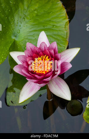 fuschia Water Lily 'Attraction' Nymphaea Stock Photo