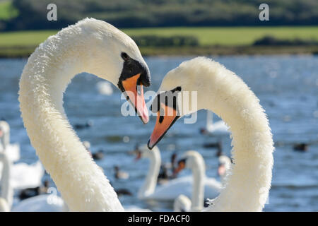 A pair of mute swans perform a courtship ritual, or mating dance, at Abbotsbury Swannery, Dorset, England, UK Stock Photo