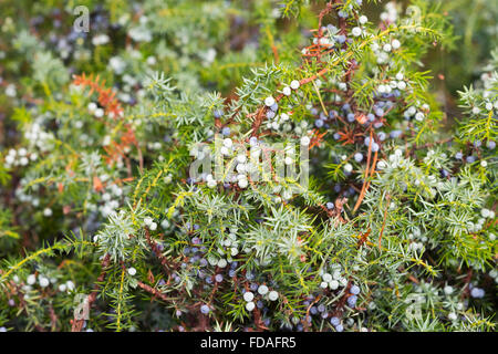 Common juniper (Juniperus communis) berries, Darß, Fischland-Darß-Zingst, Western Pomerania Lagoon Area National Park Stock Photo