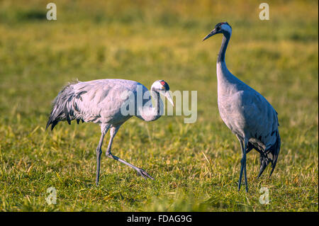 Eurasian or common crane (Grus grus), two adult birds, Fischland-Darß-Zingst, Barhöft, Mecklenburg-Western Pomerania, Germany Stock Photo