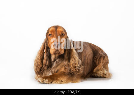 English Cocker Spaniel dog (Canis lupus familiaris) portrait against white background Stock Photo