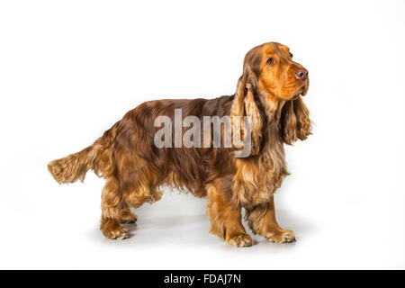 English Cocker Spaniel dog (Canis lupus familiaris) portrait against white background Stock Photo