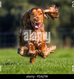 Happy English Cocker Spaniel dog (Canis lupus familiaris) running in garden Stock Photo