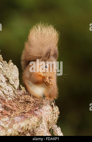 Eurasian red squirrel (Sciurus vulgaris) in caledonian Pine Forest.The Black Isle. Highland. Scotland. Stock Photo