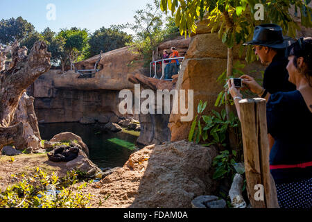 People observing a chimpanzee,Pan troglodytes.Bioparc.Valencia, Spain. Stock Photo