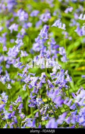 Bluebells or Hyacinthoides non-scripta a bulbous perennial plant that flowers in springtime Stock Photo