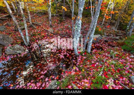 The red leaves of a maple cover a creek in fall in Acadia National Park, Mount Desert Island, Maine, New England, USA. Stock Photo