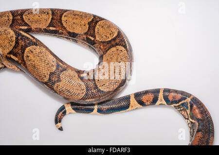 Columbian boa constrictor, red-tail boa, Boa constrictor imperator; native to Central America and northern South America; cutout Stock Photo