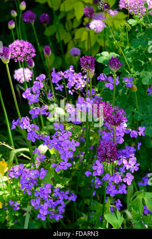 hesperis matronalis allium purple flowers flowering spring garden bloom RM Floral Stock Photo