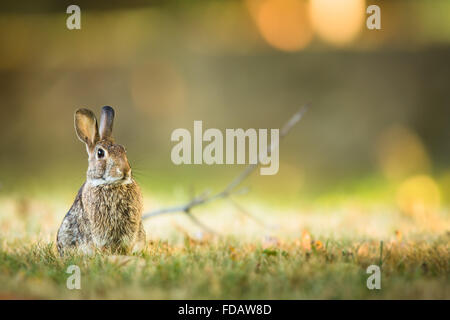 Cute rabbit in grass Stock Photo