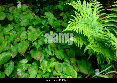 epimedium dryopteris filix-mas green foliage leaves shade shady shaded planting scheme green ground cover RM floral Stock Photo
