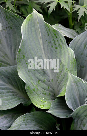 hosta nigrescens krossa regal blue green leaves leaf foliage shade shaded shady woodland garden gardening RM Floral Stock Photo
