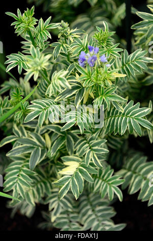 polemonium caeruleum brise d'anjou variegated Jacob's Ladder blue flower flowers perennial flowering RM Floral Stock Photo