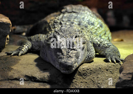 Philippine Crocodile (Crocodylus mindorensis) Stock Photo