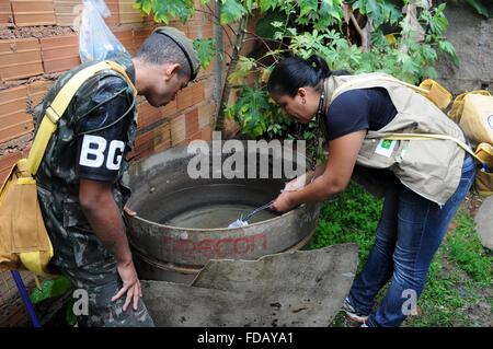 A member of the Brazilian health task force checks a water supply for signs of aedes aegypti mosquito larvae during control efforts to halt the outbreak of Zika virus January 6, 2016 in Planaltina, Brazil. Stock Photo