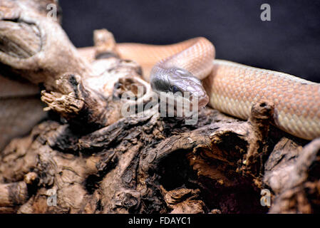 Cave Racer (Elaphe taeniura ridleyi) Stock Photo