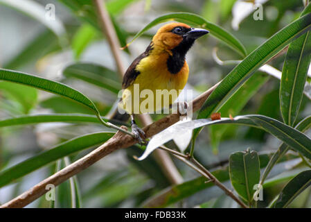 Black-necked Weaver (Ploceus nigricollis) Stock Photo