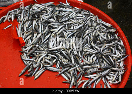 Bulk of fresh sprats on a market stall Stock Photo