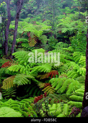 Tropical, green, lush rainforests from around the world Stock Photo