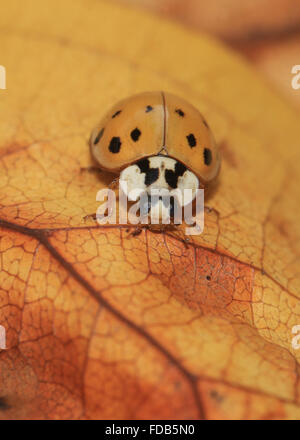 Orange harlequin ladybird (harmonia axyridis) on an orange leaf in the fall in Michigan Stock Photo