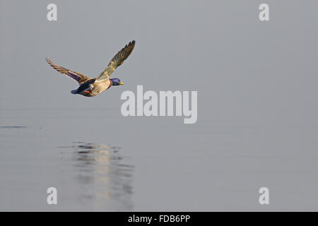 Low flying mallard duck over a smooth lake with reflections in the water