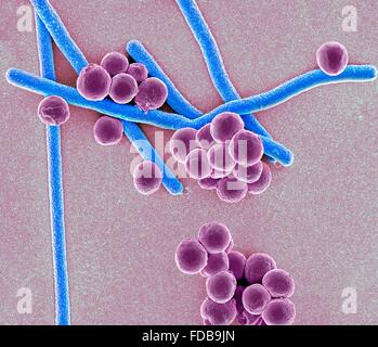 Rod shaped bacillus bacteria Stock Photo - Alamy