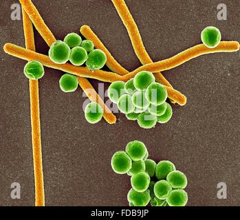Rod shaped bacillus bacteria Stock Photo - Alamy