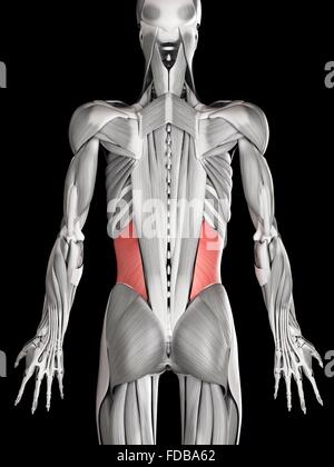Human abdominal muscles (internal oblique), illustration. Stock Photo