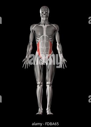 Human abdominal muscles (internal oblique), illustration. Stock Photo