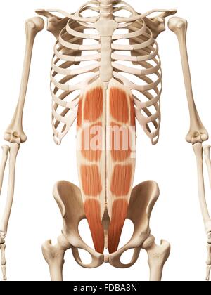 Rectus Abdominis - Abdominal Muscles - Anatomy Muscles isolated on ...