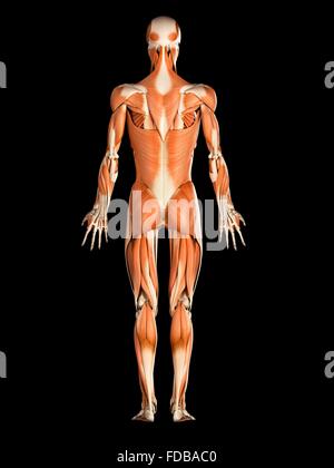 Anatomical illustration of human muscular system based upon original by ...