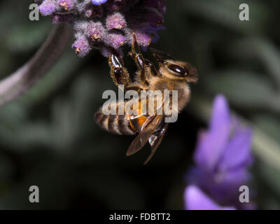 Bee on Lavender Macro Stock Photo