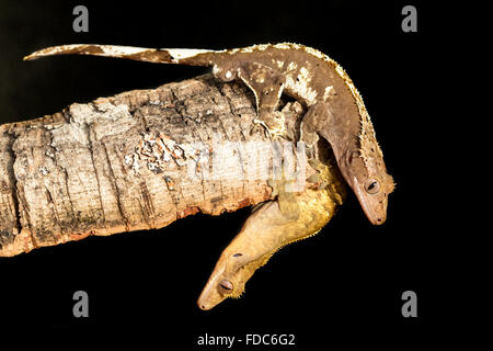 Couple of new Caledonian crested gecko, Rhacodactylus ciliatus, on a tree trunk. Horizontal image. Stock Photo