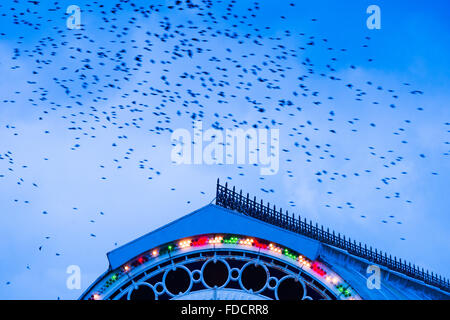 Aberystwyth Wales UK, Saturday 30 January 2016 Thousands of starlings flying in above the ornate facade of Aberystwyth pier before settling for the night on the Victorian structure's cast-iron legs in a spectacular ritual repeated daily during autumn and winter Aberystwyth is one of only a handful of urban starling roosts in the UK. Although plentiful in the west coast town, the starling is on the RSPB's ‘red list' of endangered species in the UK photo Credit:  keith morris/Alamy Live News Stock Photo
