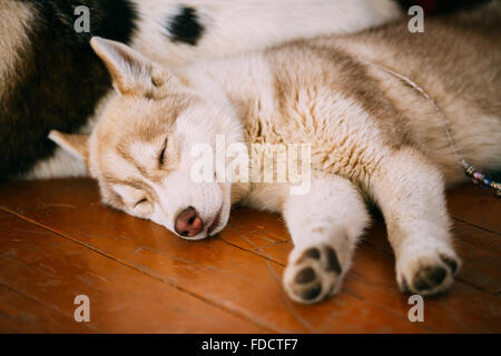 Young White And Red Husky Puppy Eskimo Dog Sleeping On Wooden Floor Stock Photo