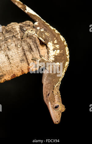 Male new Caledonian crested gecko, Rhacodactylus ciliatus, hanging upside down in a tree trunk Stock Photo