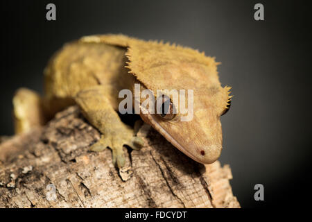 New Caledonian crested gecko, Rhacodactylus ciliatus, on a branch Stock Photo