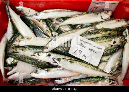 A crate of handline caught mackerel at Newyln Harbour, Cornwall Stock Photo