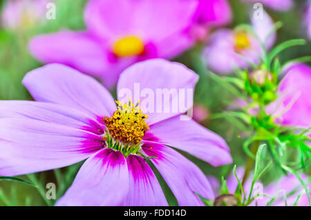 Beautiful purple Cosmos flower. Stock Photo