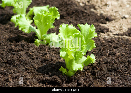 Baby lettuces growing in a field Stock Photo