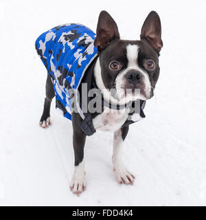 Boston Terrier Dog in Snow Wearing Blue Jacket Stock Photo