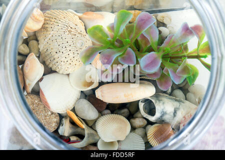 fish bowl inside view from top Stock Photo