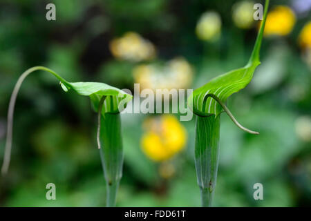Arisaema tortuosum Whipcord Cobra Lily spadix jack-in the-pulpit flower flowers flowering arum arums RM Floral