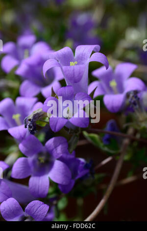 campanula lyrata blue flowers flower flowering alpine plant campanulas bell shape shaped bellflower dwarf RM Floral Stock Photo