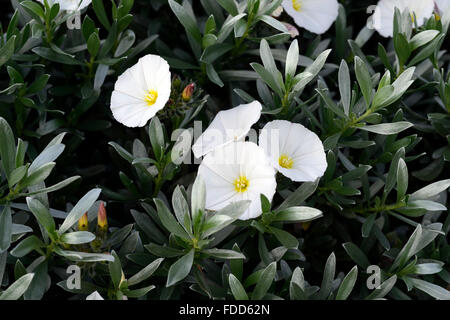 convolvulus cneorum white flower flowers ornamental bindweed silver foliage drought tolerant plant garden shrub RM Floral Stock Photo