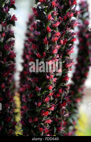 echium russicum Bugloss red flowers flowering spires flower RM Floral Stock Photo