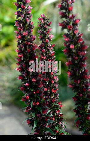 echium russicum Bugloss red flowers flowering spires flower RM Floral Stock Photo