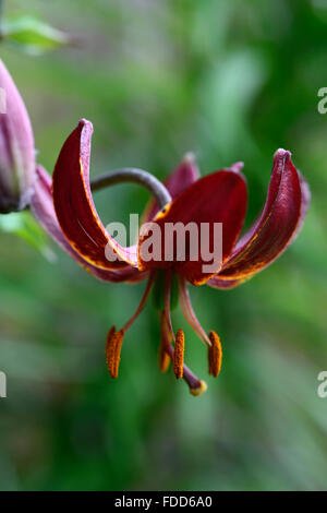 lilium martagon claude shride dark red flower flowers closeup selective focus plant portraits lilies lily turks cap RM Floral Stock Photo